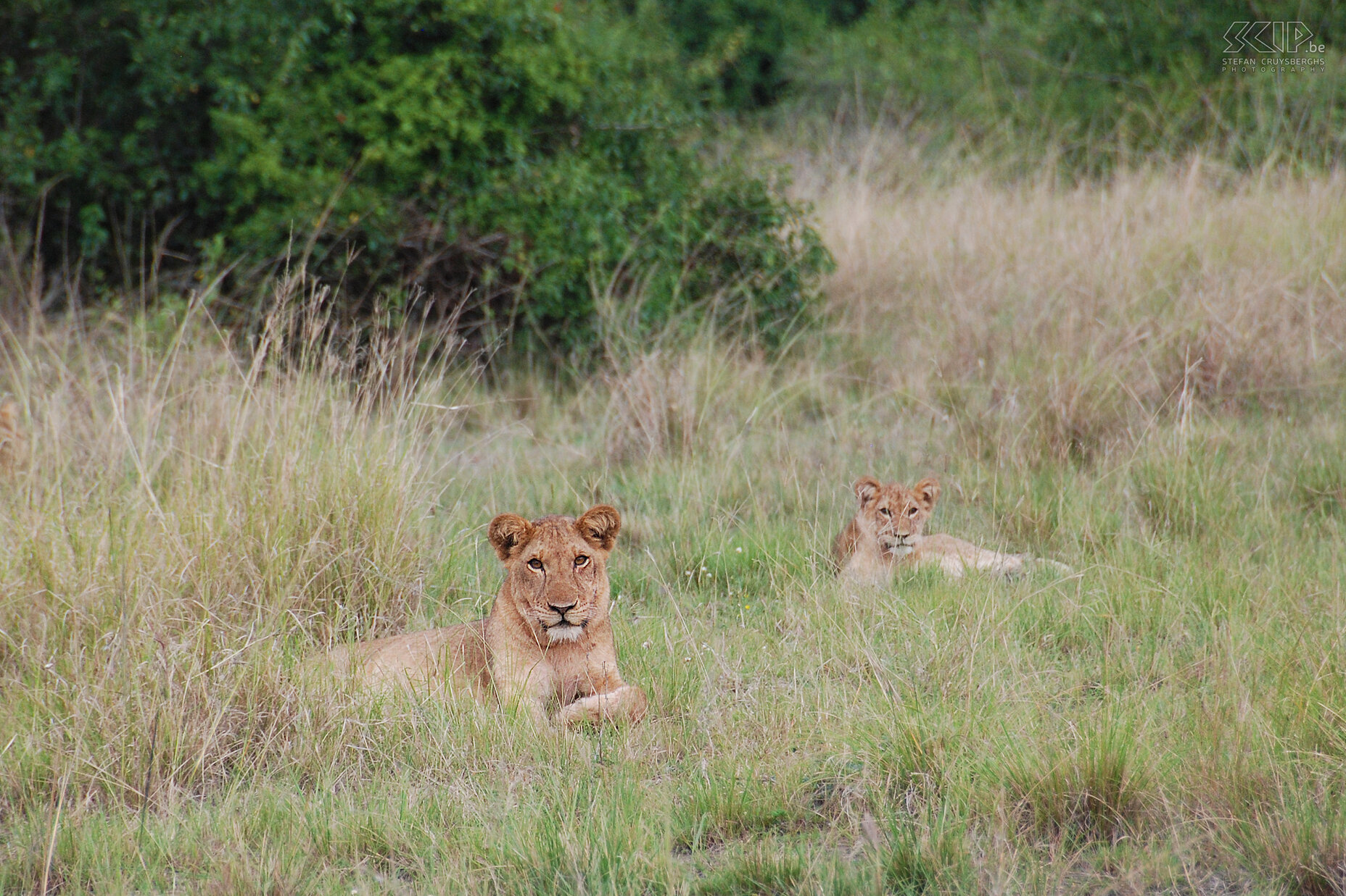 Queen Elizabeth - Lions Just before sunset we go on a game drive and are lucky enough to see a few lions with their cubs. As a matter of fact they were the only lions we saw in Uganda. Stefan Cruysberghs